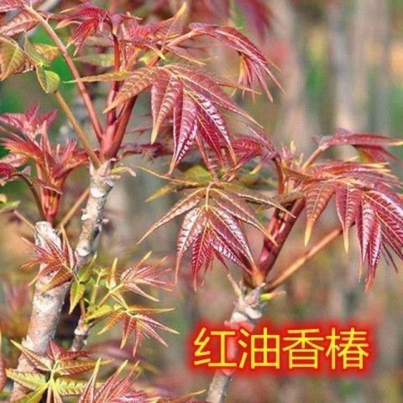 四川香椿苗苗圃直供现挖现发全国发货欢迎来电咨询