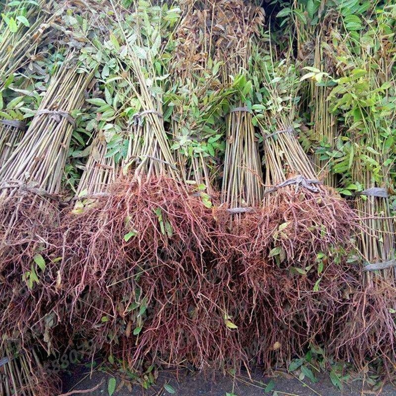 四川香椿苗苗圃直供现挖现发全国发货欢迎来电咨询
