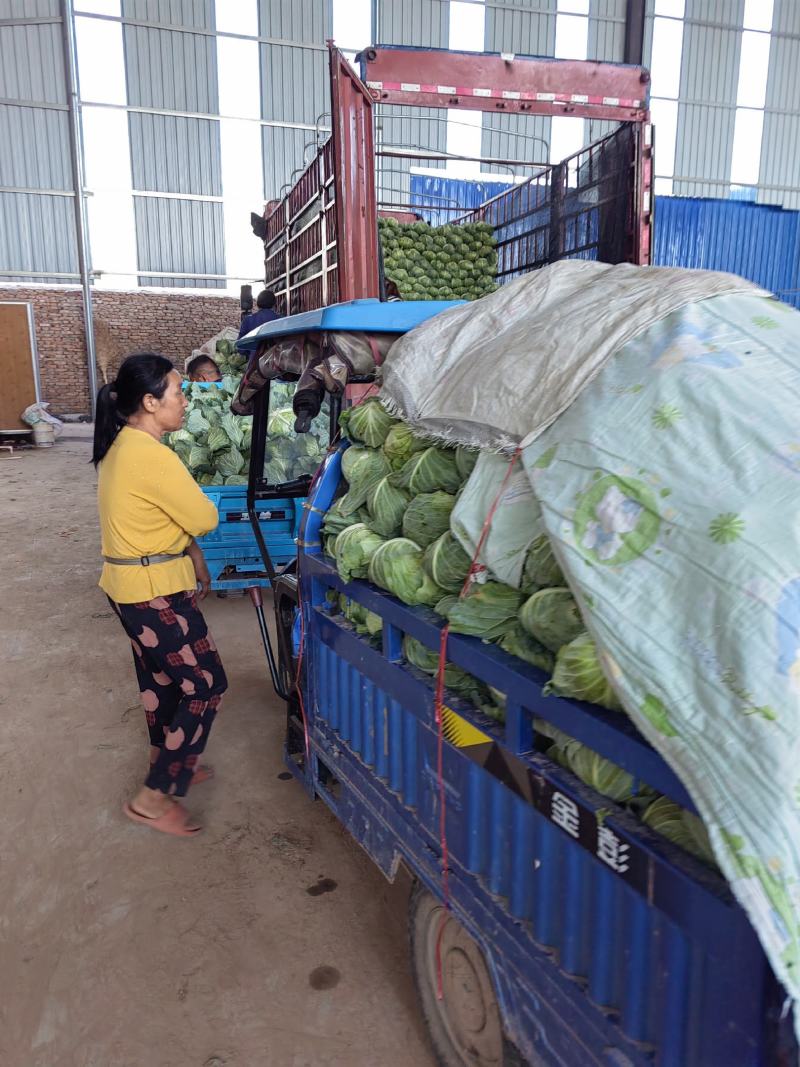包菜京丰墨玉扁包菜圆包菜市场加工厂