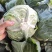 包菜京丰墨玉扁包菜圆包菜市场加工厂
