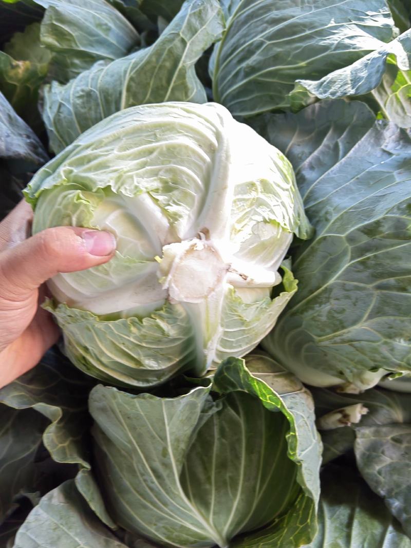 包菜京丰墨玉扁包菜圆包菜市场加工厂