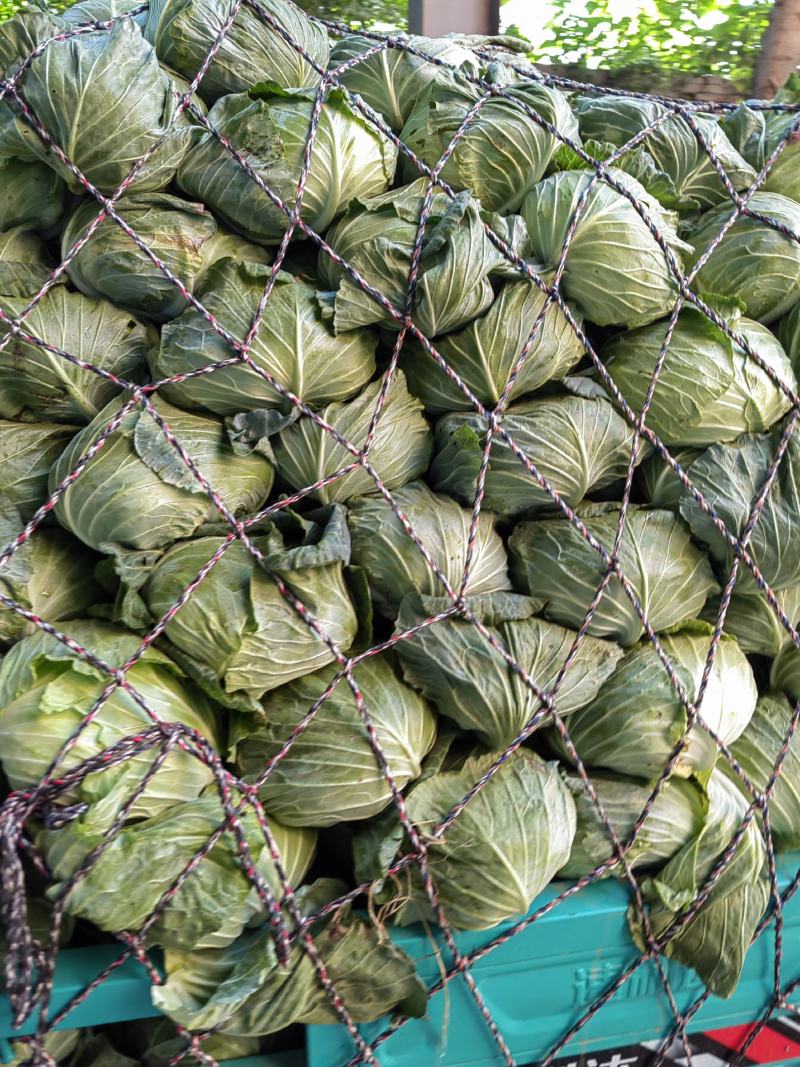 包菜京丰墨玉扁包菜圆包菜市场加工厂