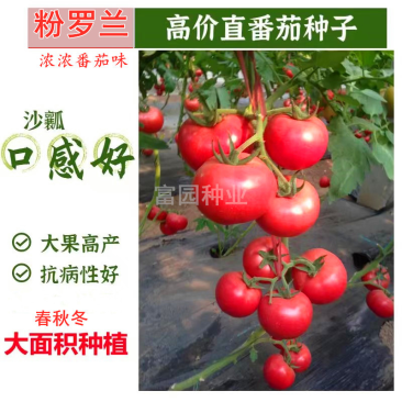口感好西红柿种子口味秋冬早熟抗寒高产大果番茄种子