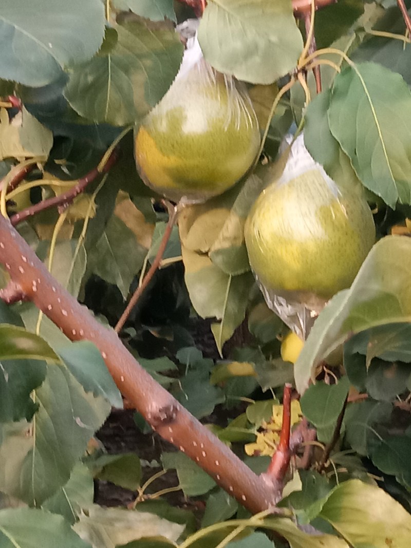 个大，色好，脆甜。