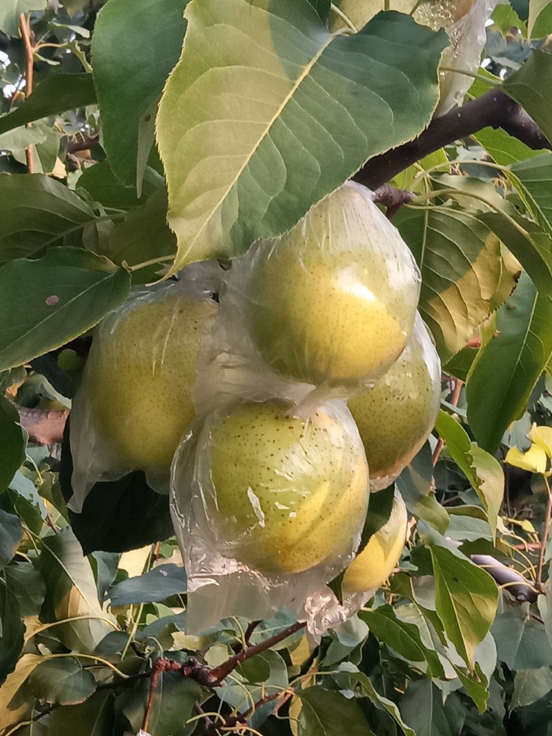 个大，色好，脆甜。