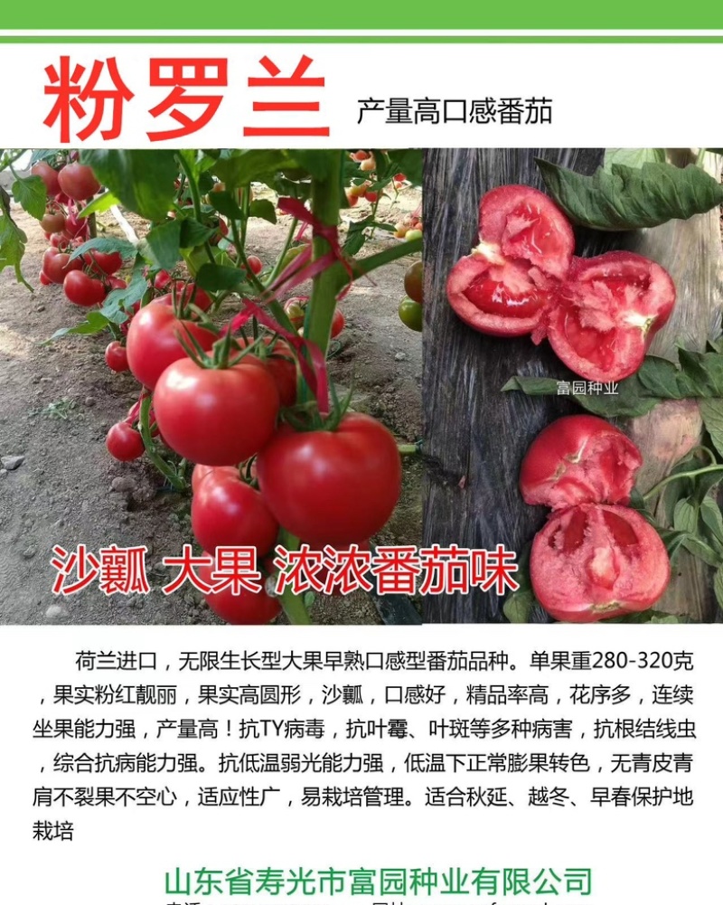 口感好西红柿种子口味秋冬早熟抗寒高产大果番茄种子