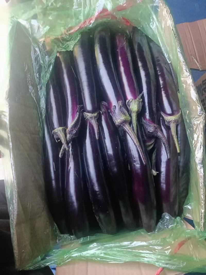 东北紫裤紫茄大量上市产地直发
