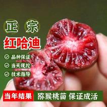 软枣猕猴桃苗，赤焰龙城二号产量高南北种植技术指导