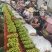 阳光玫瑰葡萄万亩基地大量有货欢迎考察合作共赢