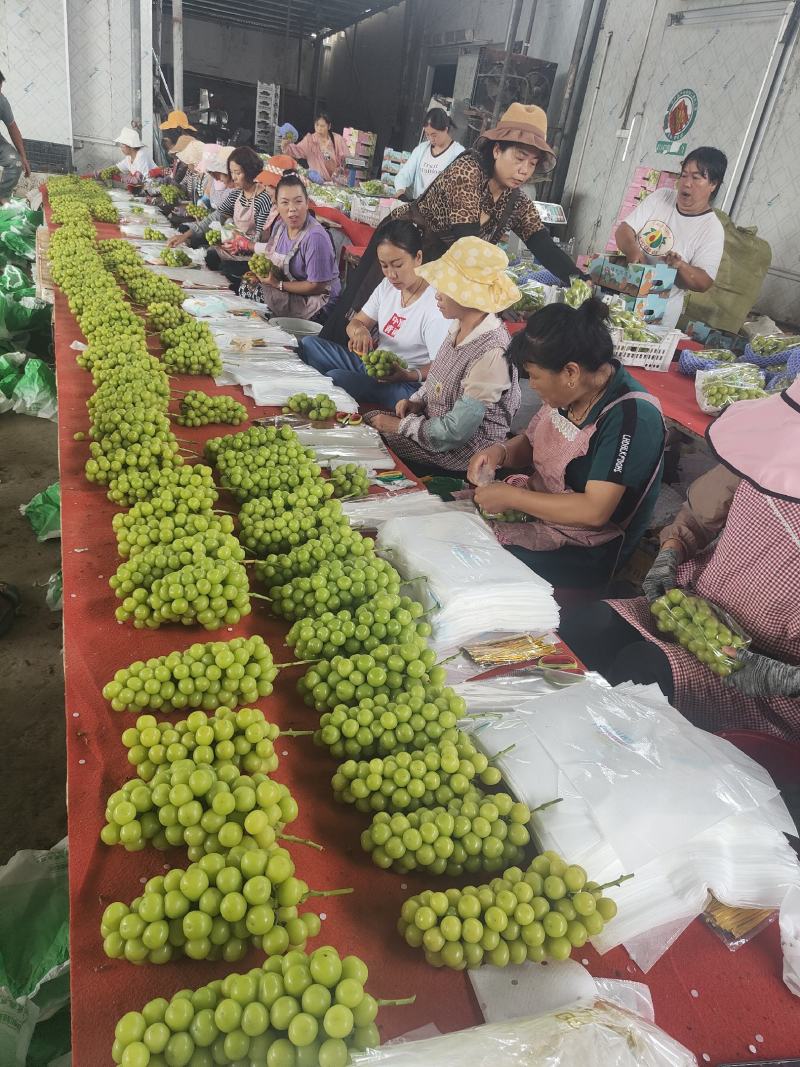 阳光玫瑰葡萄万亩基地大量有货欢迎考察合作共赢