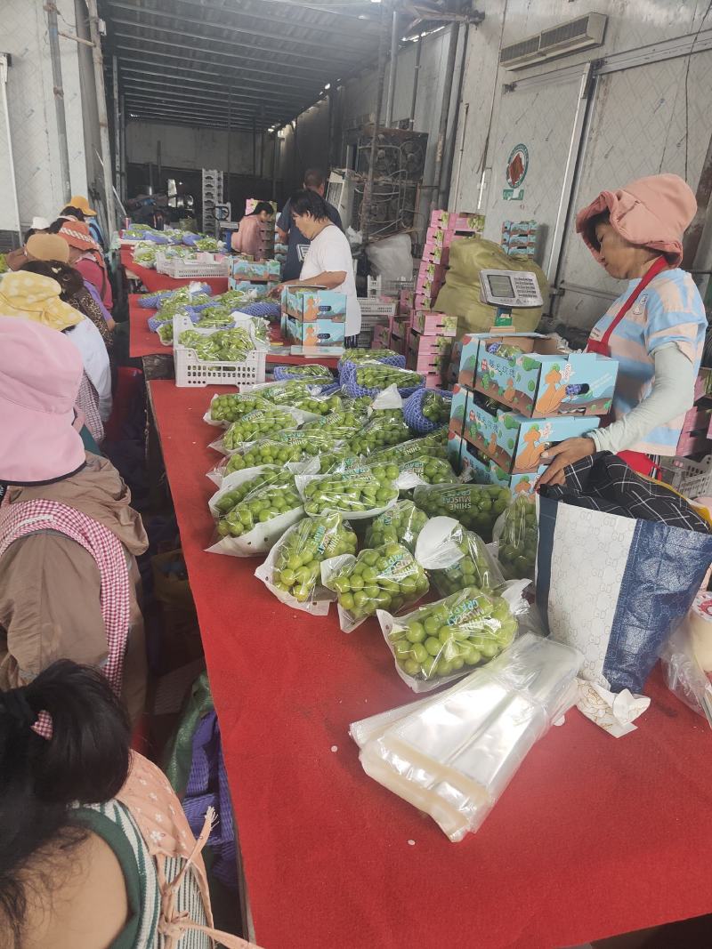 阳光玫瑰葡萄万亩基地大量有货欢迎考察合作共赢