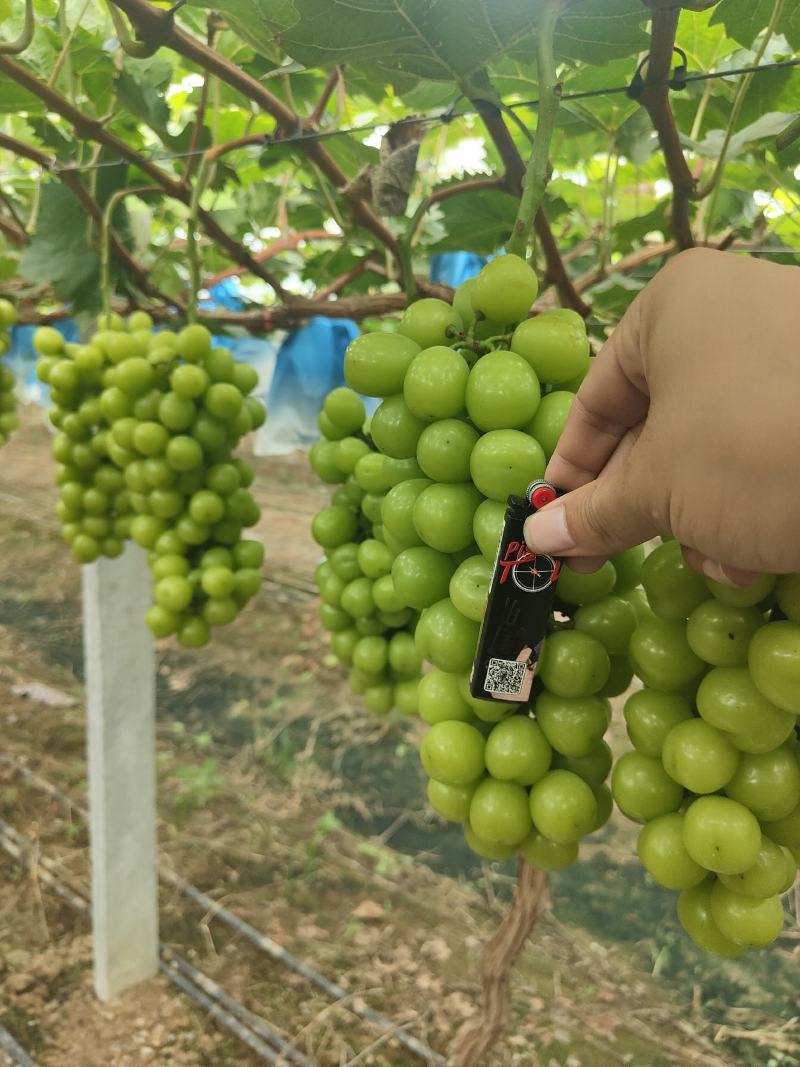 阳光玫瑰葡萄万亩基地大量有货欢迎考察合作共赢