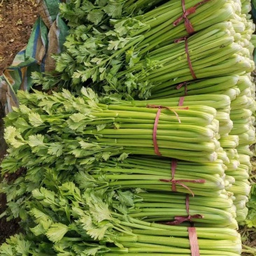 安阳滑县芹菜苗大量供应产地直发保质保量可视频产地看货