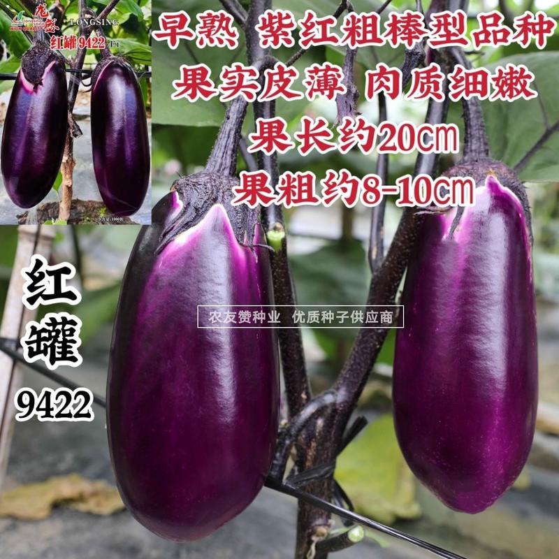 龙盛红罐9422茄子种子早熟皮薄紫红色罐茄种子粗棒型茄子