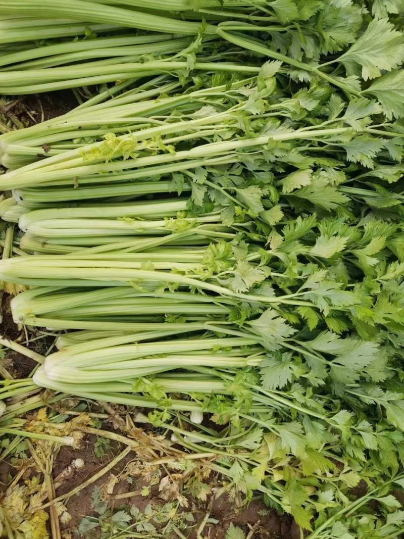 安阳滑县芹菜苗大量供应产地直发保质保量可视频产地看货