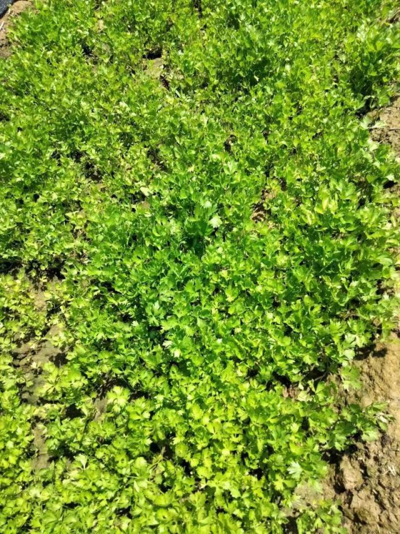安阳滑县芹菜苗大量供应产地直发保质保量可视频产地看货
