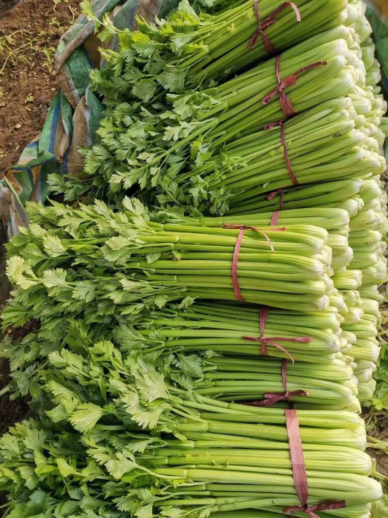 安阳滑县芹菜苗大量供应产地直发保质保量可视频产地看货