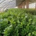 安阳滑县芹菜苗大量供应产地直发保质保量可视频产地看货