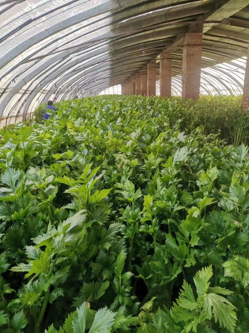 安阳滑县芹菜苗大量供应产地直发保质保量可视频产地看货