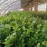 安阳滑县芹菜苗大量供应产地直发保质保量可视频产地看货