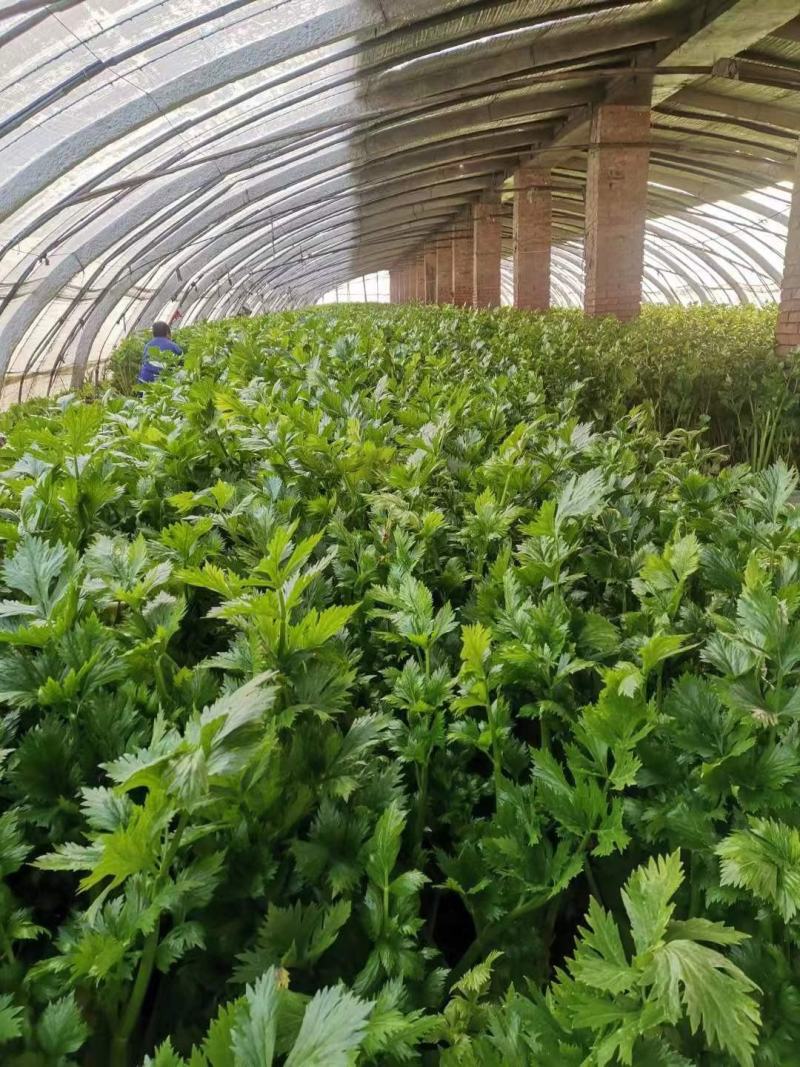 安阳滑县芹菜苗大量供应产地直发保质保量可视频产地看货
