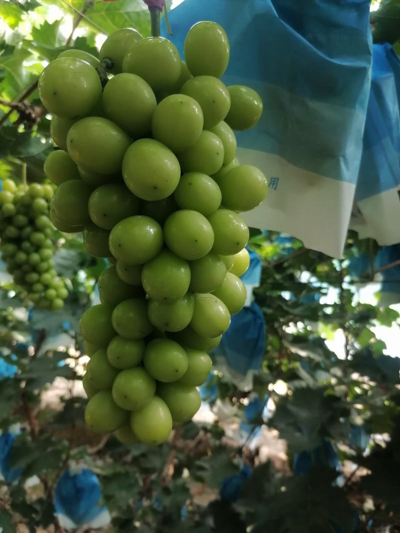 锦州冷库阳光玫瑰，晴王大棚葡萄，口感甜，诚信经营全国发货