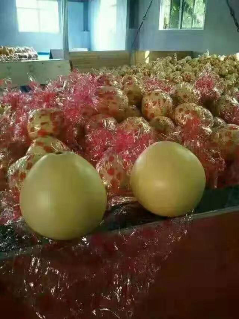 【精品】蜜柚红柚白柚货源充足一手货源商超市电商