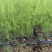 芦笋苗河北基地供货根系发达成活率高品种优质电联采购