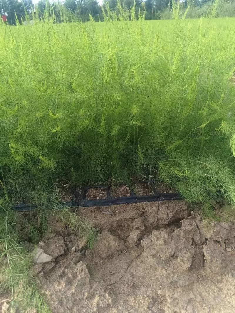 芦笋苗河北基地供货根系发达成活率高品种优质电联采购
