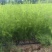 芦笋苗河北基地供货根系发达成活率高品种优质电联