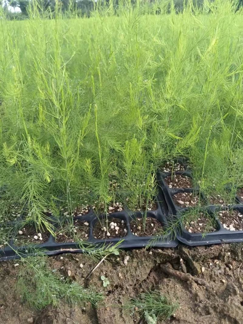 芦笋苗河北基地供货根系发达成活率高品种优质电联