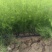 芦笋苗河北基地供货根系发达成活率高品种优质电联