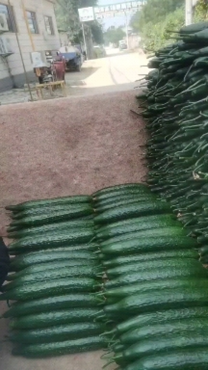 密刺黄瓜一级量大