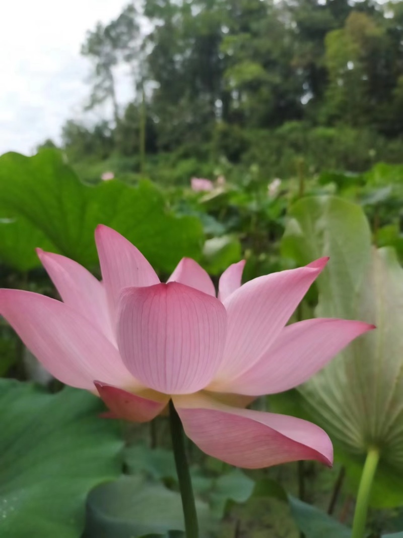 江西白莲子批发零售，产地直销一手货源，品质保证