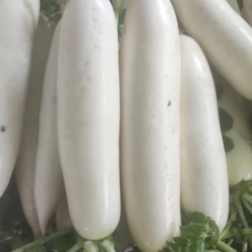 云南寻甸白萝卜种植基地现货直发