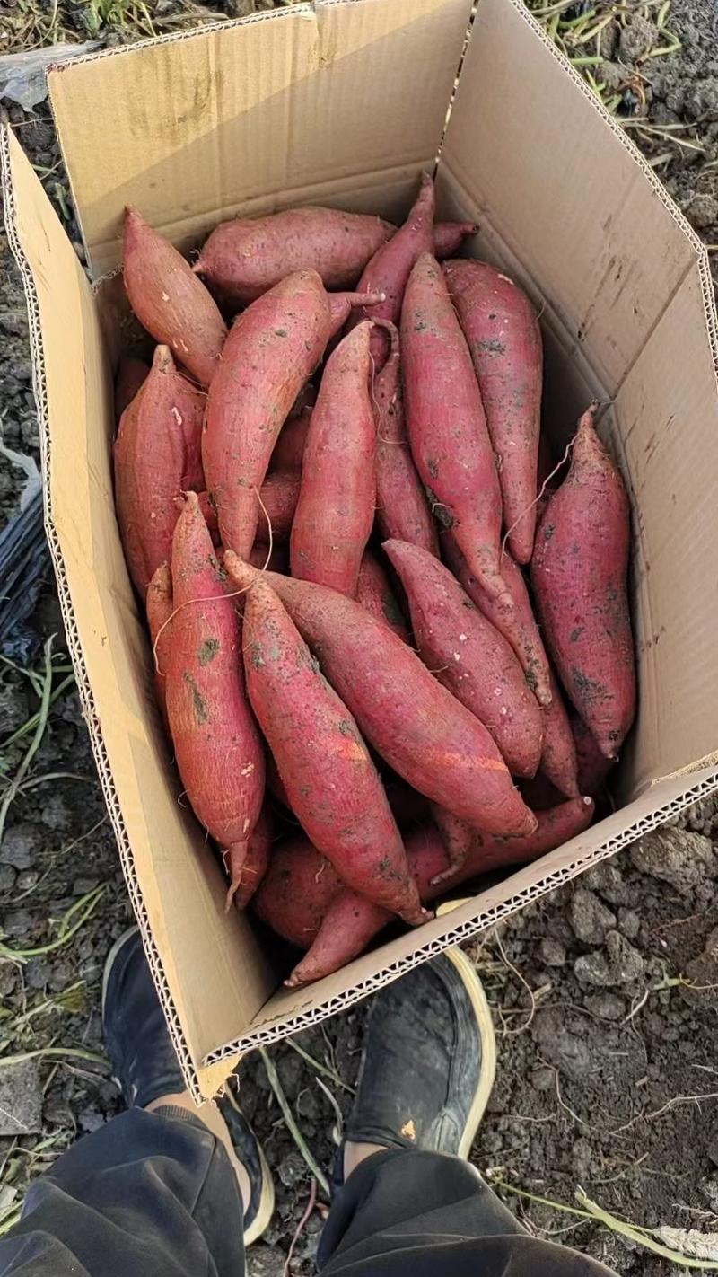 西瓜红丘陵沙土地种植邹城蜜薯蜜甜流油果型好