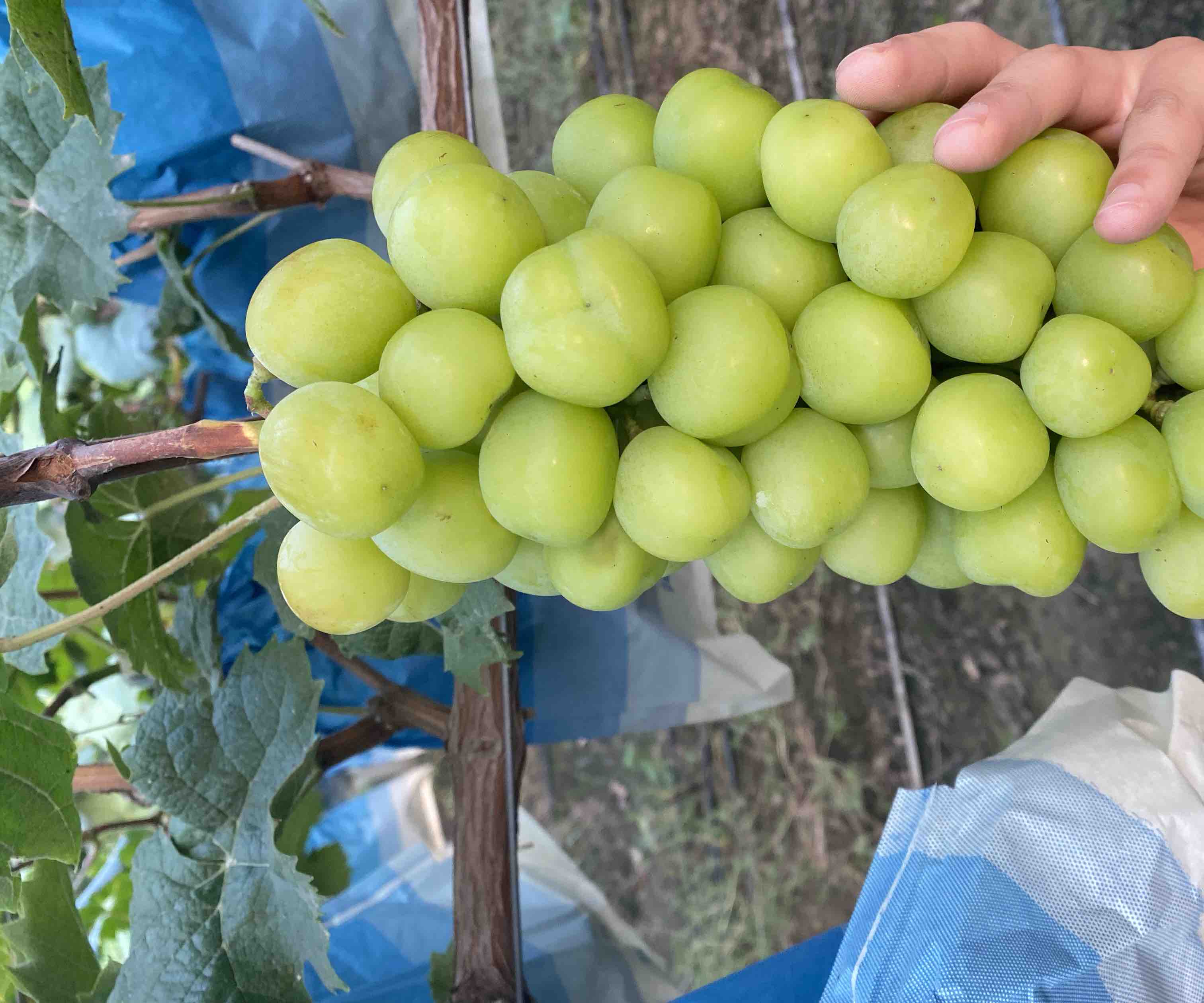 阳光下的沙漠阳光玫瑰葡萄,果粒饱满晶莹,呈现出诱人的金绿色 沙漠阳光玫瑰果粒特写