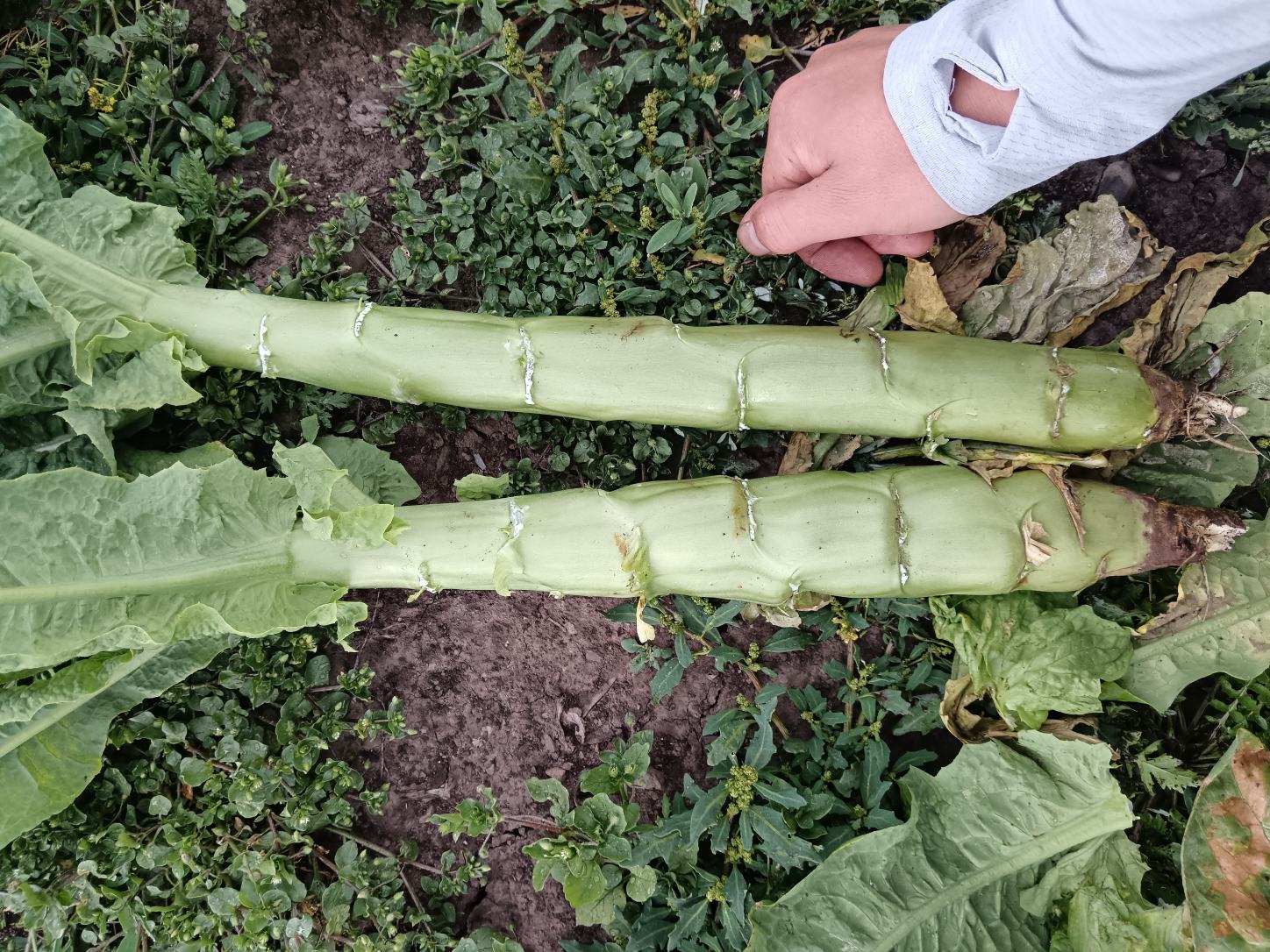 三种常见莴苣品种对比图,包括绿皮、红皮和高山莴苣 莴苣品种对比图