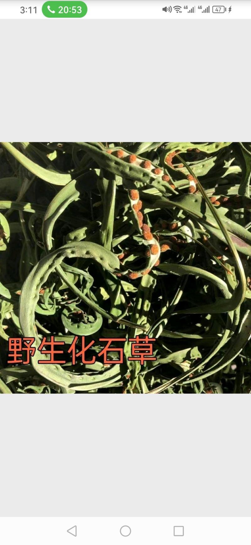 中药材正品野生云南化石草肾精草肾精茶长白山男性滋补去石