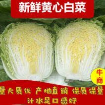 白菜黄心白菜吉林四平黄心白菜基地直供量大质优