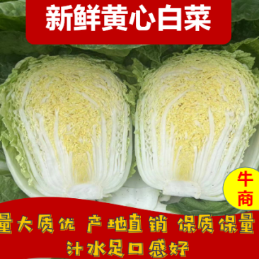 白菜黄心白菜吉林四平黄心白菜基地直供量大质优