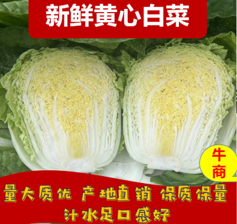 白菜黄心白菜吉林四平黄心白菜基地直供量大质优