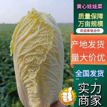 黄心娃娃菜，精品包装，一条龙服务，已经大量上市