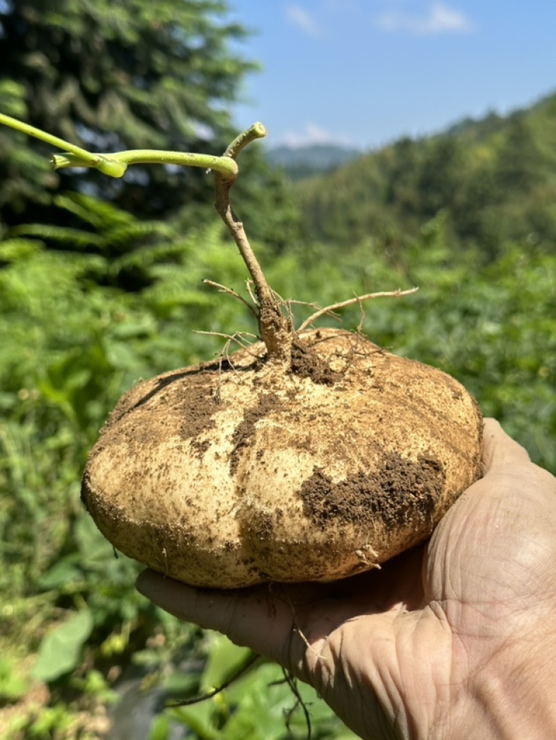 葛薯（凉薯）