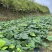 葛薯（凉薯）