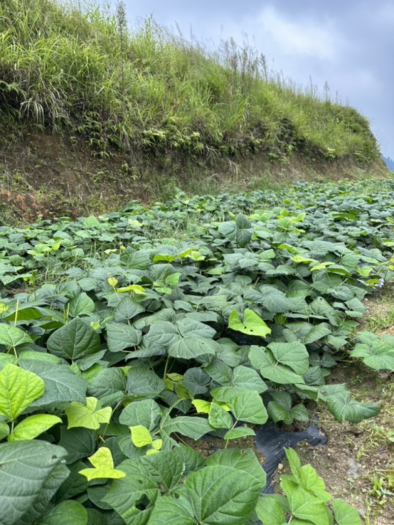 葛薯（凉薯）