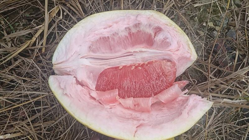 正宗平和三红蜜柚