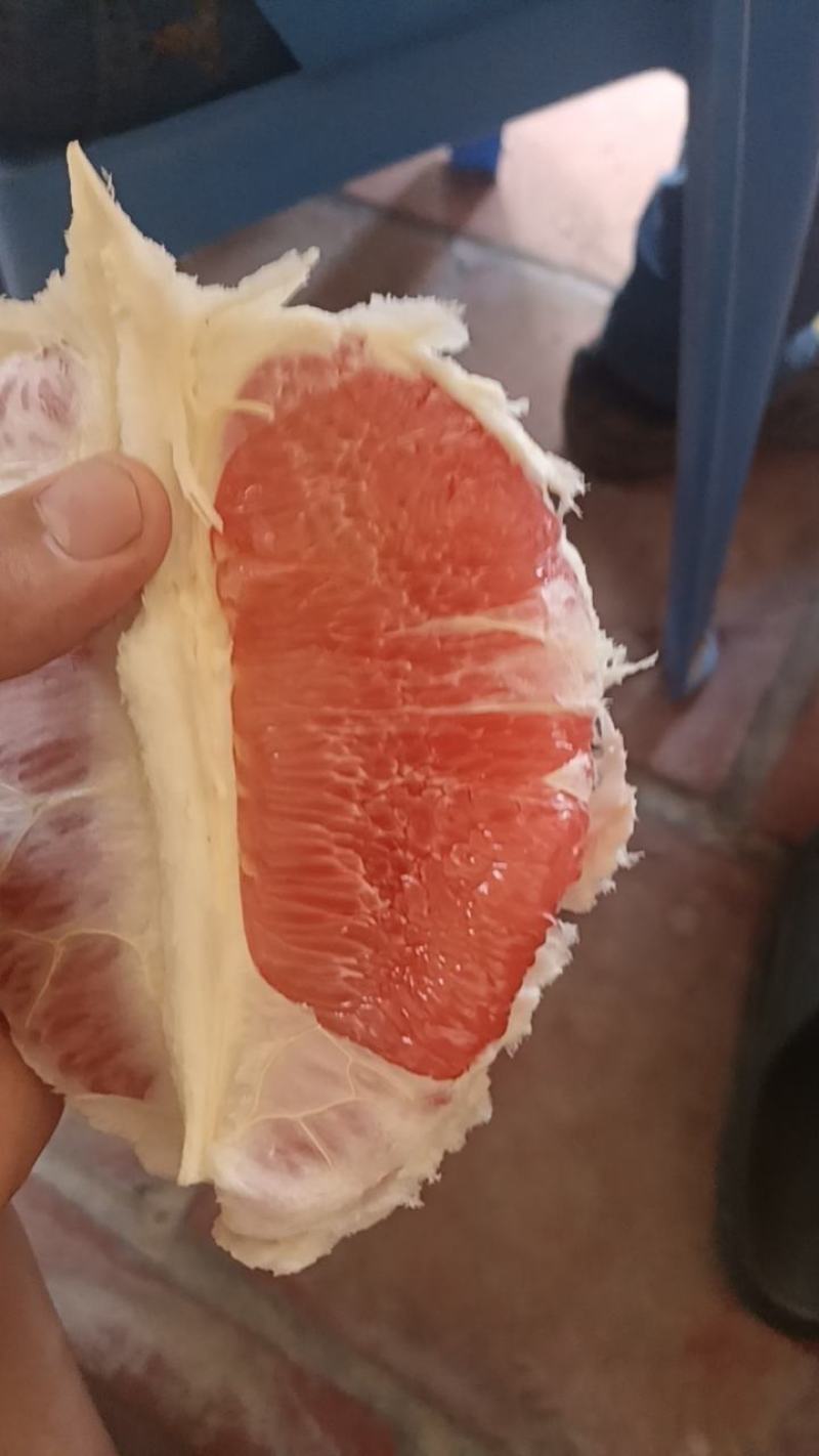 正宗平和三红蜜柚