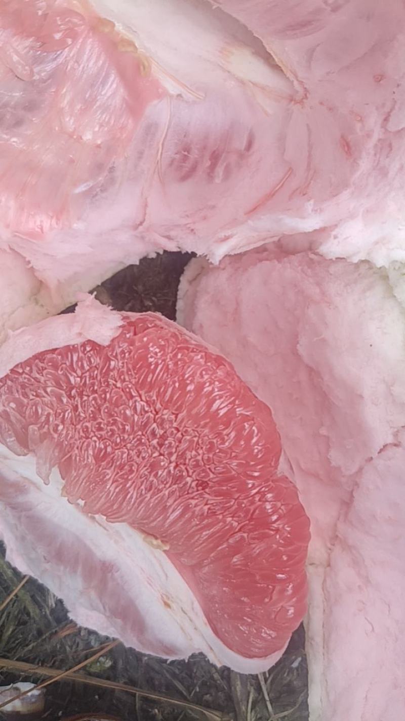 正宗平和三红蜜柚
