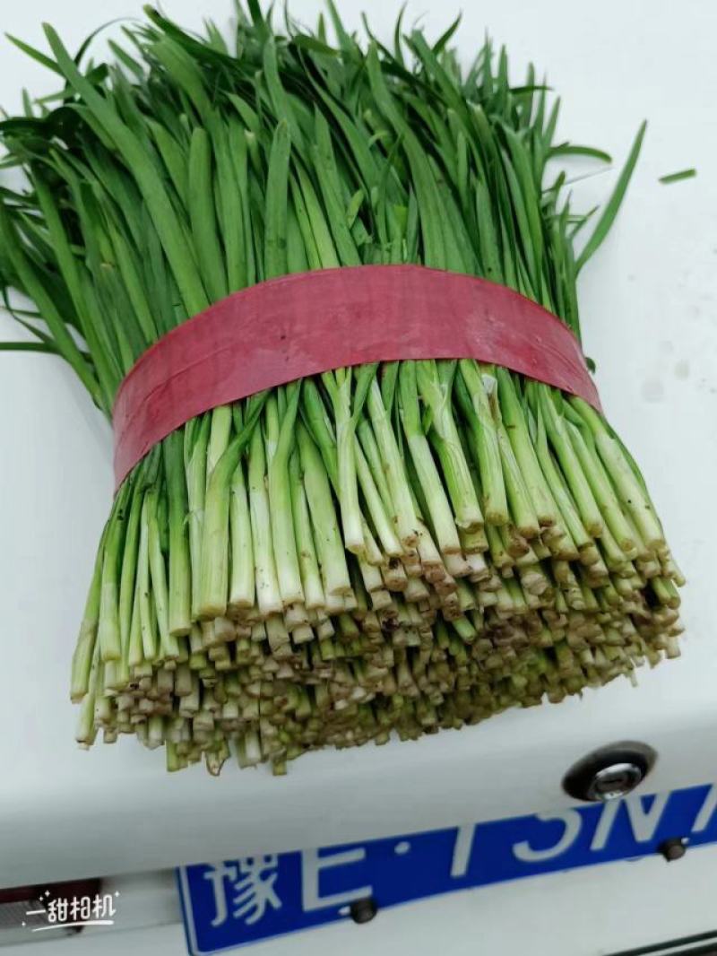 临漳韭菜，精品平刀韭菜！平一，平二大叶韭菜产地直供